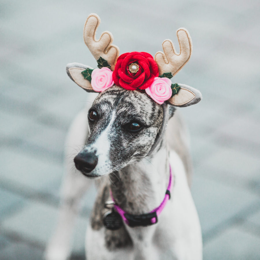 Olive the Reindeer