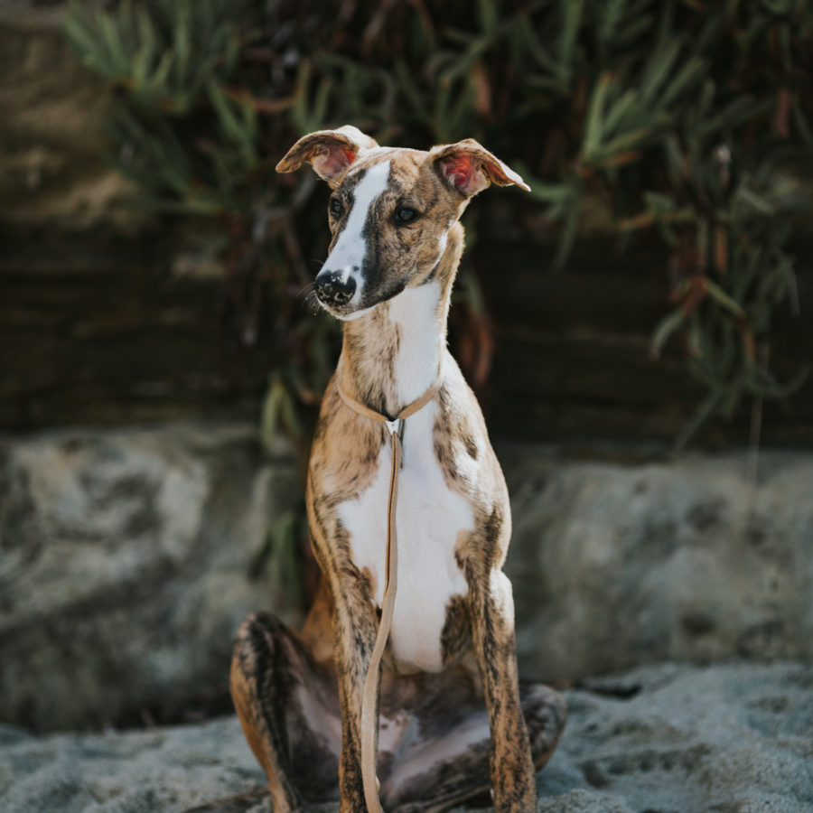 Teiva in La Jolla