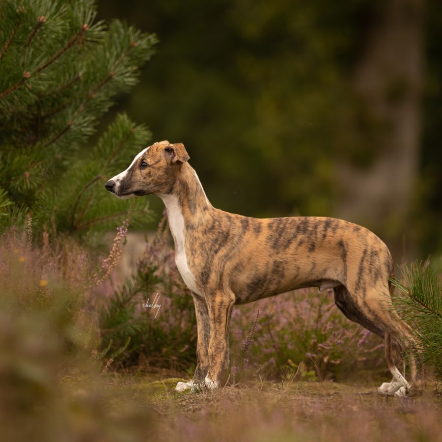 Teiva in Belgium, Photo by Shelby Mowbray