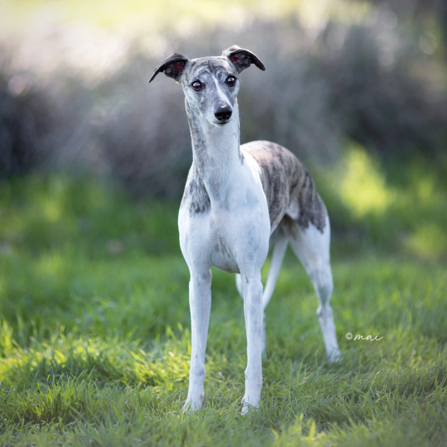 Olive at park